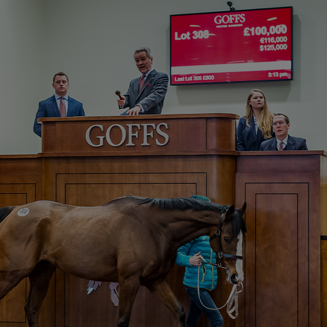 Thoroughbred Sales Guides – Weatherbys Shop